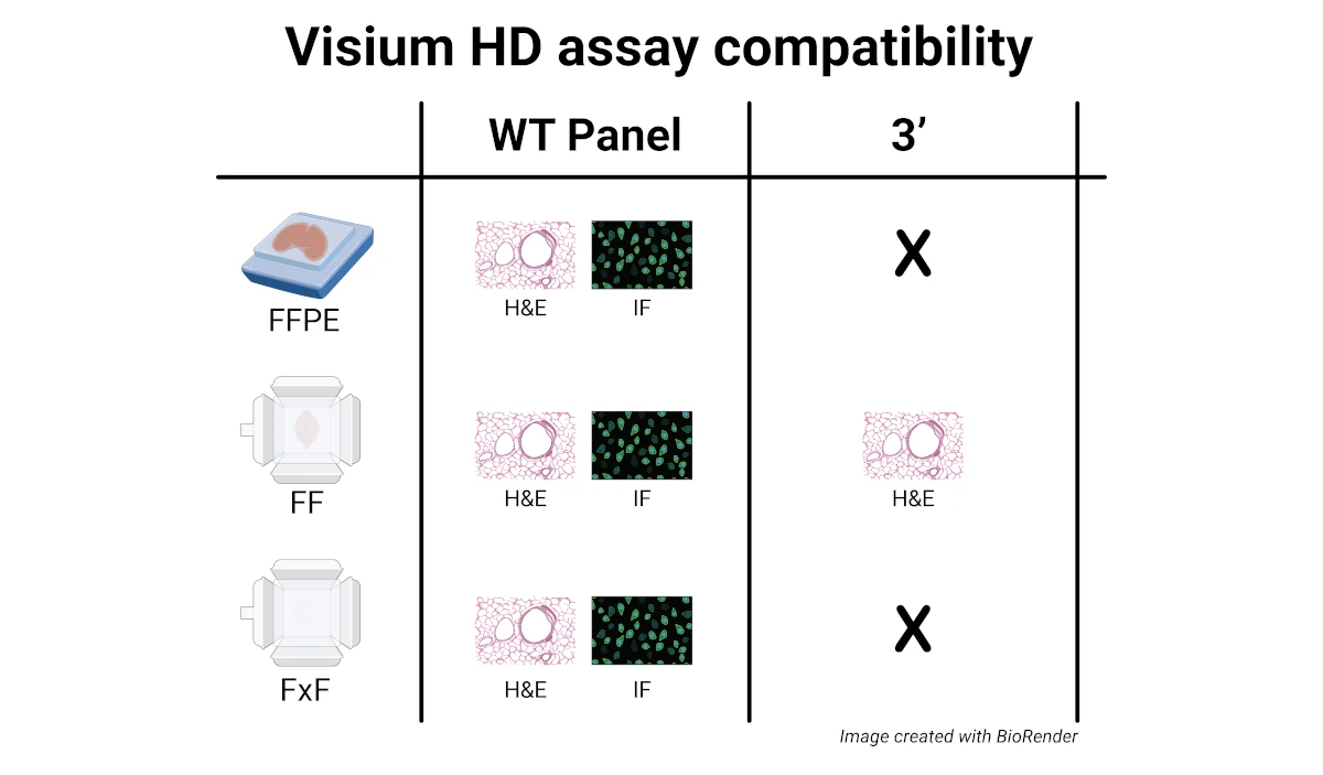 Chart showing Visium HD assay compatibility for three tissue types: FFPE, FF, and FxF. WT Panel is compatible with H&E and IF staining for all three tissue types. The 3’ assay is compatible only with H&E-stained FF tissue and is not compatible with FFPE or FxF tissues.