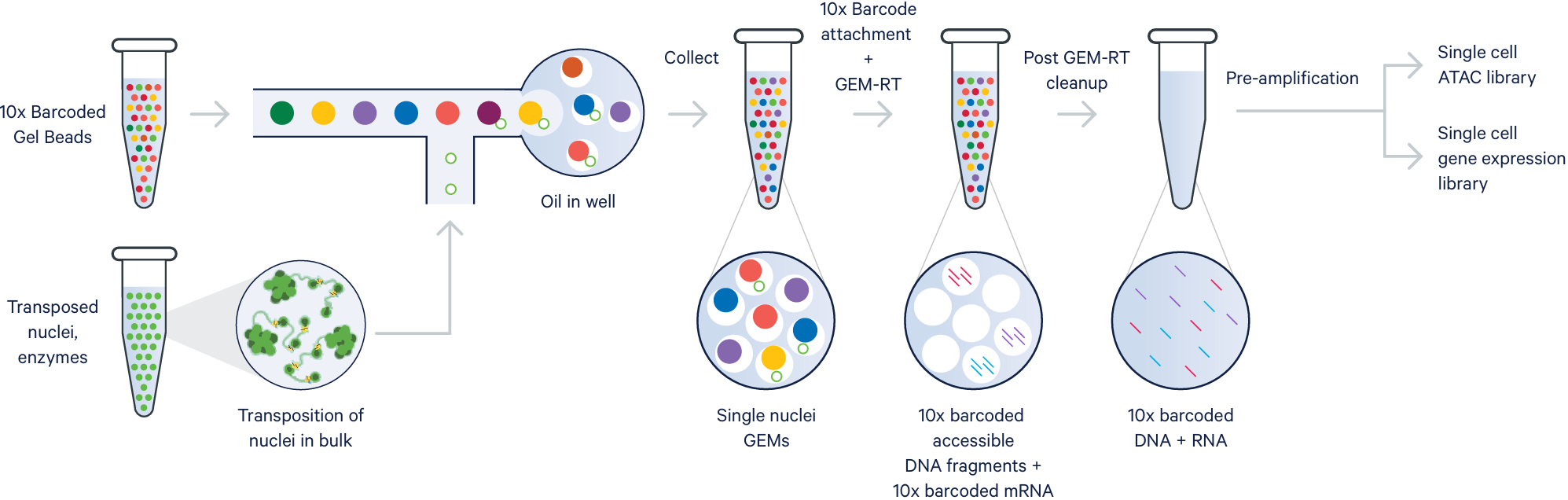 Multiome Assay